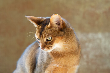 Porträt einer Abessinier Katze