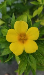 yellow flower in the garden