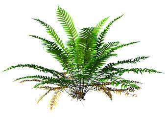 3D Rendering Sword Fern Plant on White © photosvac