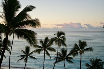Fototapeta na wymiar Hawaiian palm trees and a view of the calm ocean at sunset