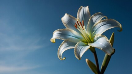 White Lily flower Close-Up Views Featuring Stunning Sunshine and Blur Backgrounds