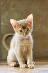 Portr&auml;t eines h&uuml;bschen Abessinier Kitten