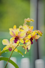  Closeup of Dendrobium Thongchai Gold in garden with rain water drops on the flowers, Mahe, Seychelles  