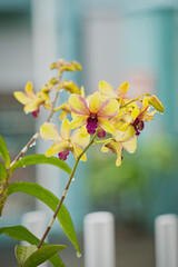  Closeup of Dendrobium Thongchai Gold in garden with rain water drops on the flowers, Mahe,...