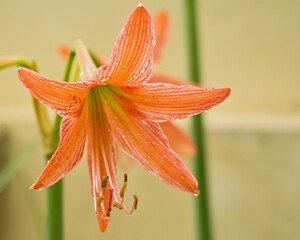  Closeup of Hippeastrum striatum, the striped Barbados lily, a flowering perennial herbaceous bulbous plant, in the family Amaryllidaceae, native to the southern and eastern regions of Brazil