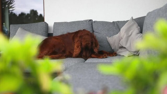 Portrait of happy cute Irish Setter relaxed and enjoying on couch outdoors at summer backyard. Domestic Pet. High quality FullHD footage