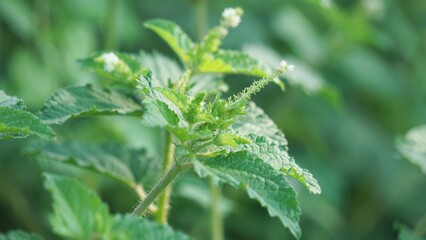Croton hirtus (Brachystachys hirta, Croton glandulosus). Croton hirtus is an erect annual herbaceous plant, more or less branched, entirely covered with long and stellate hairs © Mang Kelin