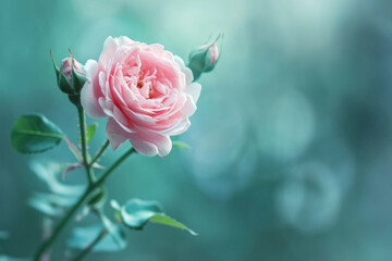 Beautiful Pink Rose on Green Bokeh Background, Closeup Single Flower with Soft Focus, Nature Concept