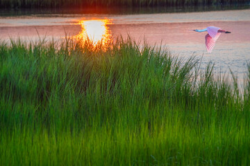 Adult white ibis flies over a marsh on the intercoastal waterway