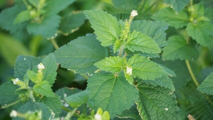 Croton hirtus (Brachystachys hirta, Croton glandulosus). Croton hirtus is an erect annual...