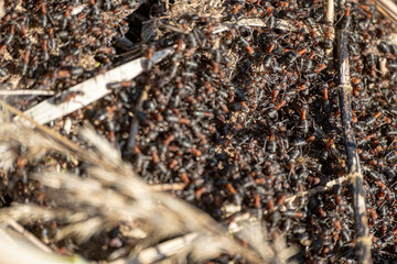 A background of red ants awakening in spring on the anthill