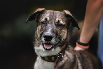 Portrait of a dog from the shelter. Close-up