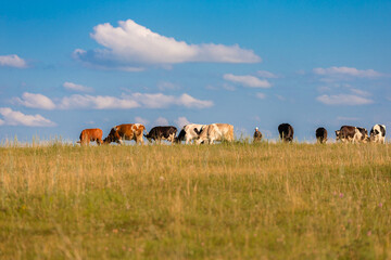 Cows graze in the meadow in summer. Cows on the horizon