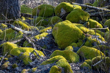 pile of green soft moss covered granite boulder rocks
