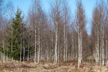Fototapeta premium birch forest. Young trees in rows
