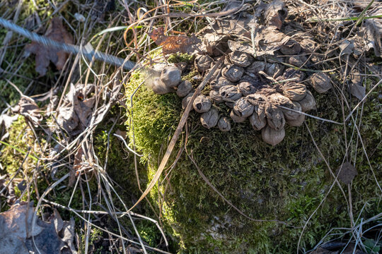 old brown puffball mushrooms on moss covered tree stump