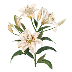 Fototapeta na wymiar Elegant blooming lilies with buds cut out flat vector