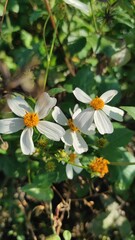 Asteraceae flowers (wild flowers)