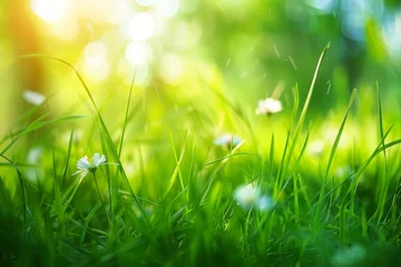 Kissenbezug flowers meadow over bokeh, abstract spring background, summer background with fresh grass, grass, spring, easter, summer, fresh, sunrise  © Maryam