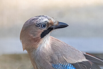 Close-up portrait of Eurasian Jay with blue eyes and grey background.