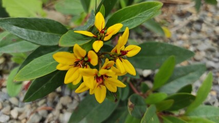 yellow flowers in the garden