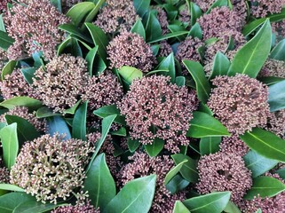 Obraz premium Skimmia japonica 'Rubesta'