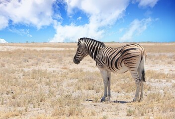 Fototapeta na wymiar A Lone Zebra standing on the vast open empty dry African plains, with a nice pale blue sky.