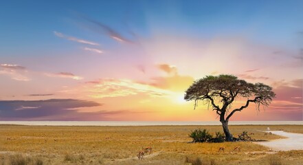 Fototapeta na wymiar Acacia Tree with Etosha Pan in the distance with a few springbok feeding on the dry yellow african plains
