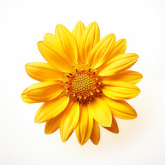 Naklejka premium Yellow gerbera flower isolated on white background in blossom in springtime, top view of single plant