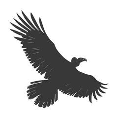 Obraz premium Silhouette vulture bird animal fly black color only