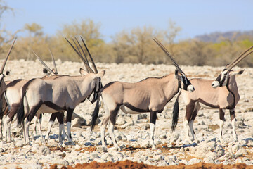 Group of Gemsbok Oryx standing on the dry dusty African Savannah in Namibia with a natural bush background