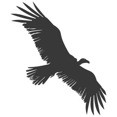 Obraz premium Silhouette vulture bird animal fly black color only