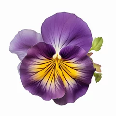 Foto op Canvas Violet viola, pansies isolated in blossom in springtime on white background, top view of single plant © alesia0604
