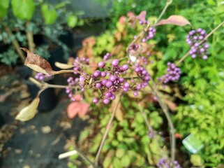 Callicarpa bodinieri var giraldii 'Profusion'