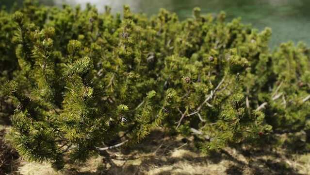 Pinus mugo, known as creeping pine