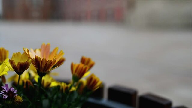 Chrysanthemum Indicum Grp tros kas Reagan Golden
