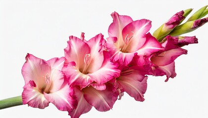pink gladiolus flower stem isolated on transparent background