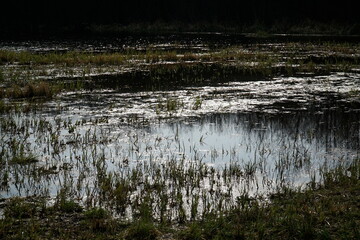 Flood plain on meadow in spring - Kampinos Forest, Poland