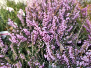 Erica x darleyensis 'Furzey'