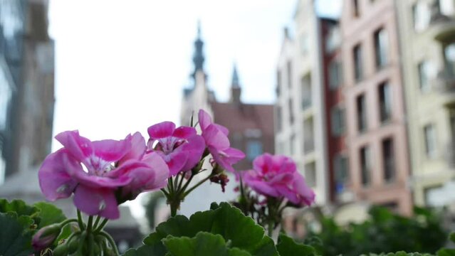 Pelargonium zonale, known as wildemalva