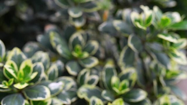 Euonymus fortunei Canadale Gold