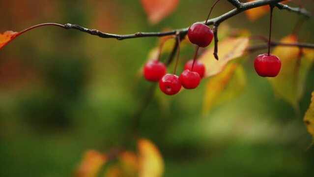 Decorative malus Ola