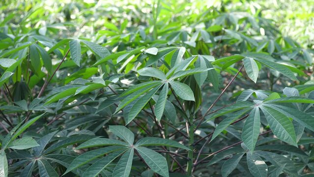 Cassava trees, cassava plants are growing in the field.	
