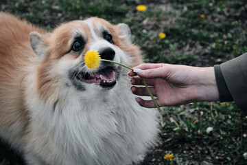 Charming red fluffy Welsh corgi Pembroke is like a fox. A purebred happy dog in a green clearing sniffs a yellow dandelion held by the hand of female owner.