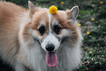 Charming red fluffy Welsh corgi Pembroke is like a fox. A purebred happy dog in a green clearing with a yellow dandelion on his head.