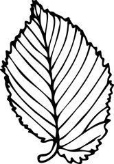 Elm leaf vector illustration in line art style isolated on a white background.