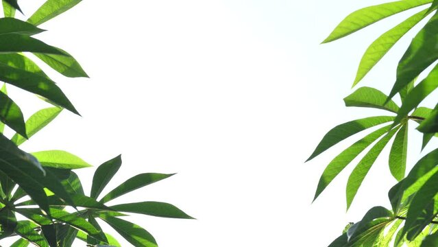 Fresh leaves of cassava,fresh leaf frame and copy space for graphic work,Beautiful leaves frame with copy space