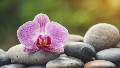 Fototapeta na wymiar pink orchid on stones