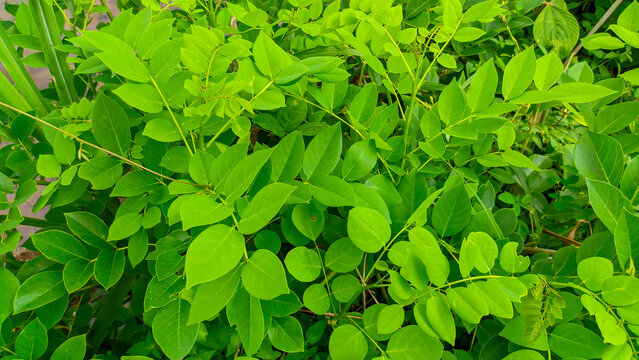 The fresh katuk leaf plant species found in Southeast Asia belongs to the genus sauropus