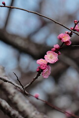 春の訪れ　梅の花　日本の花